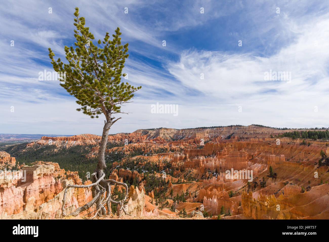 A lone tree looks out over the sandstone hoodoo pillars of Bryce Canyon National Park on a partly cloudy afternoon, Utah Stock Photo