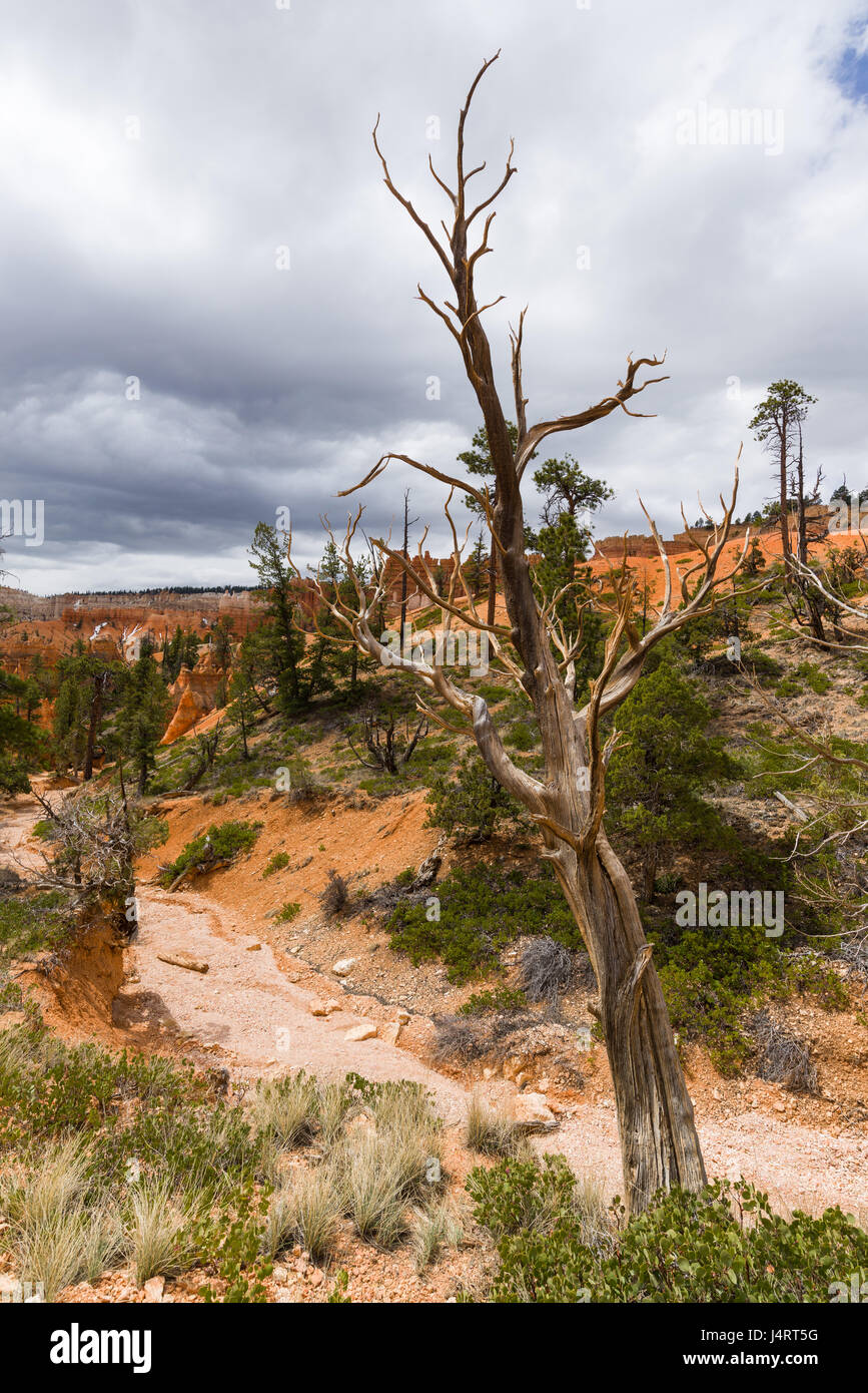 A dead tree stands in the foreground with a dry riverbed and trees in background on a cloudy day, Bryce Canyon National Park, Utah Stock Photo