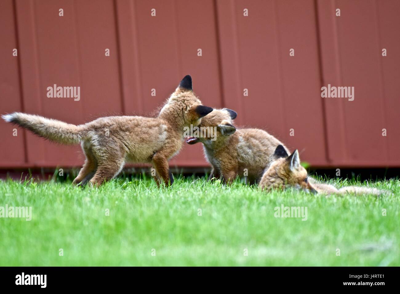 Red fox (Vulpes vulpes) kits, babies, or pups play fighting in a grass field next to an old barn