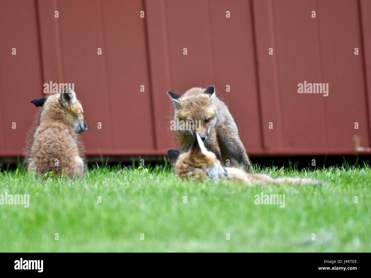 Red fox (Vulpes vulpes) kits, babies, or pups play fighting in a grass field next to an old barn Stock Photo