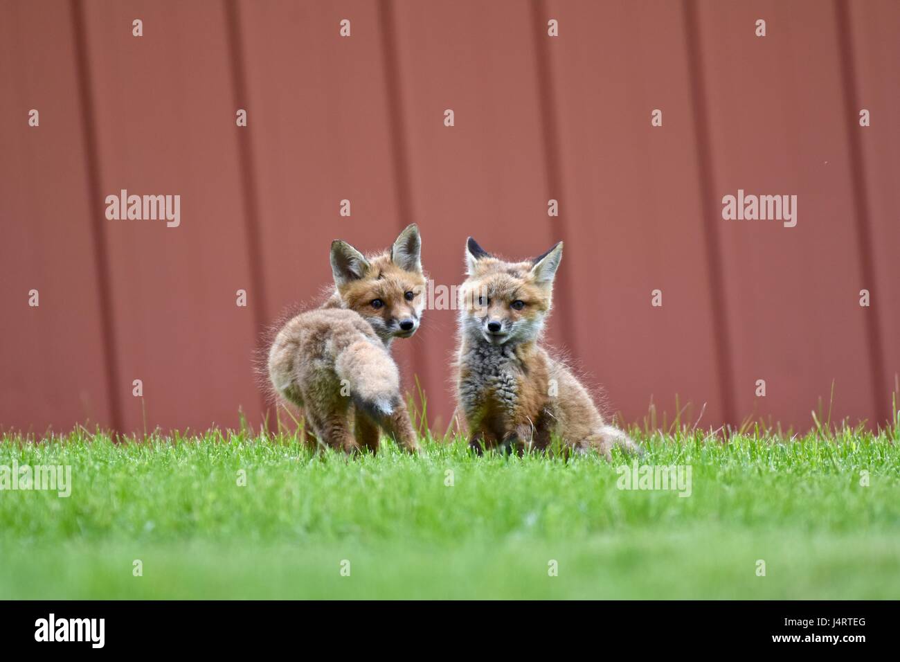 Red fox (Vulpes vulpes) pups, kits, or babies playing together Stock