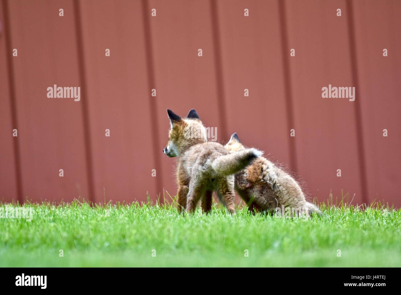 Red fox (Vulpes vulpes) pups, kits, or babies playing together Stock Photo Alamy