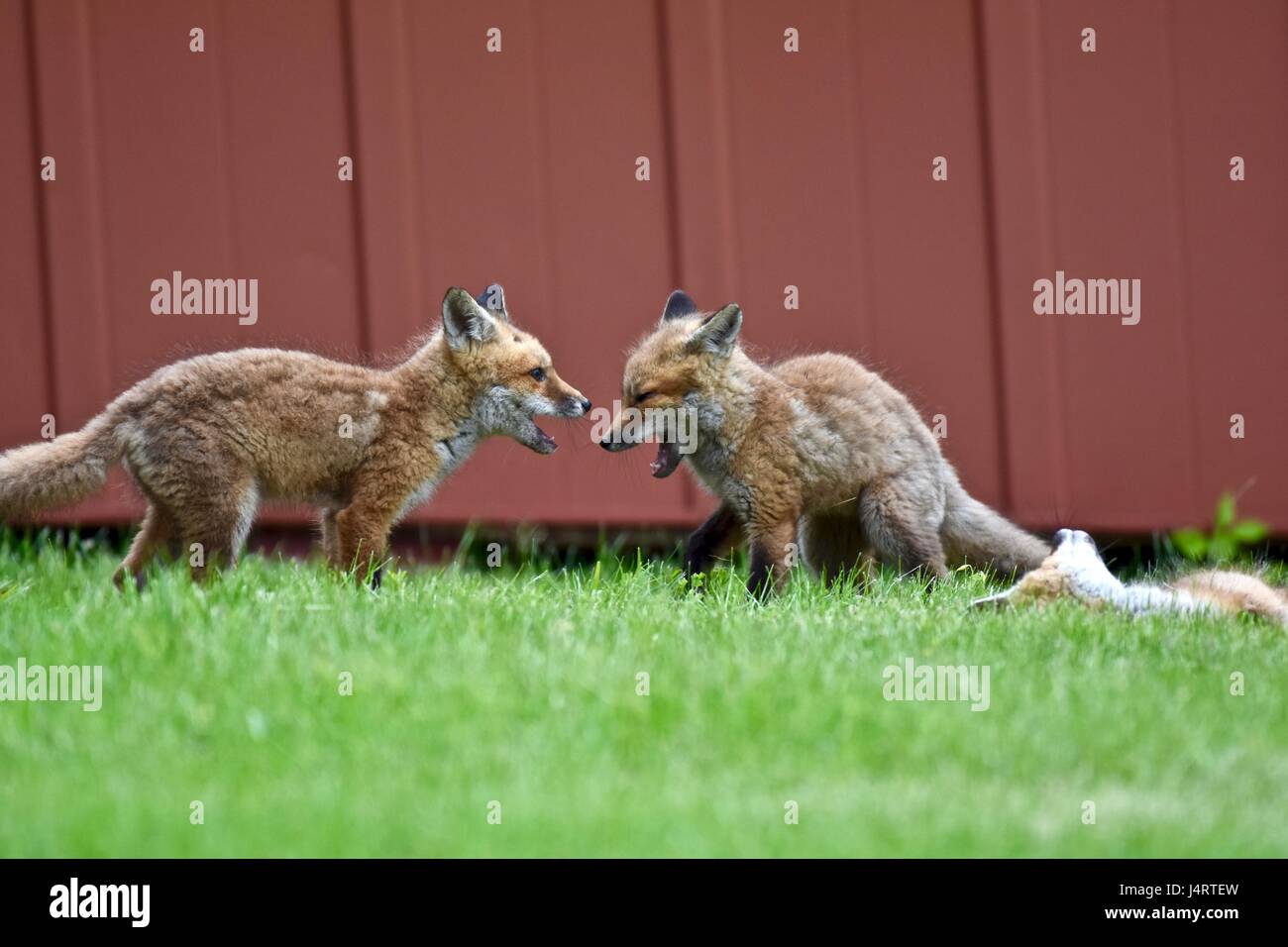 Red fox (Vulpes vulpes) kits, babies, or pups play fighting in a grass field next to an old barn Stock Photo
