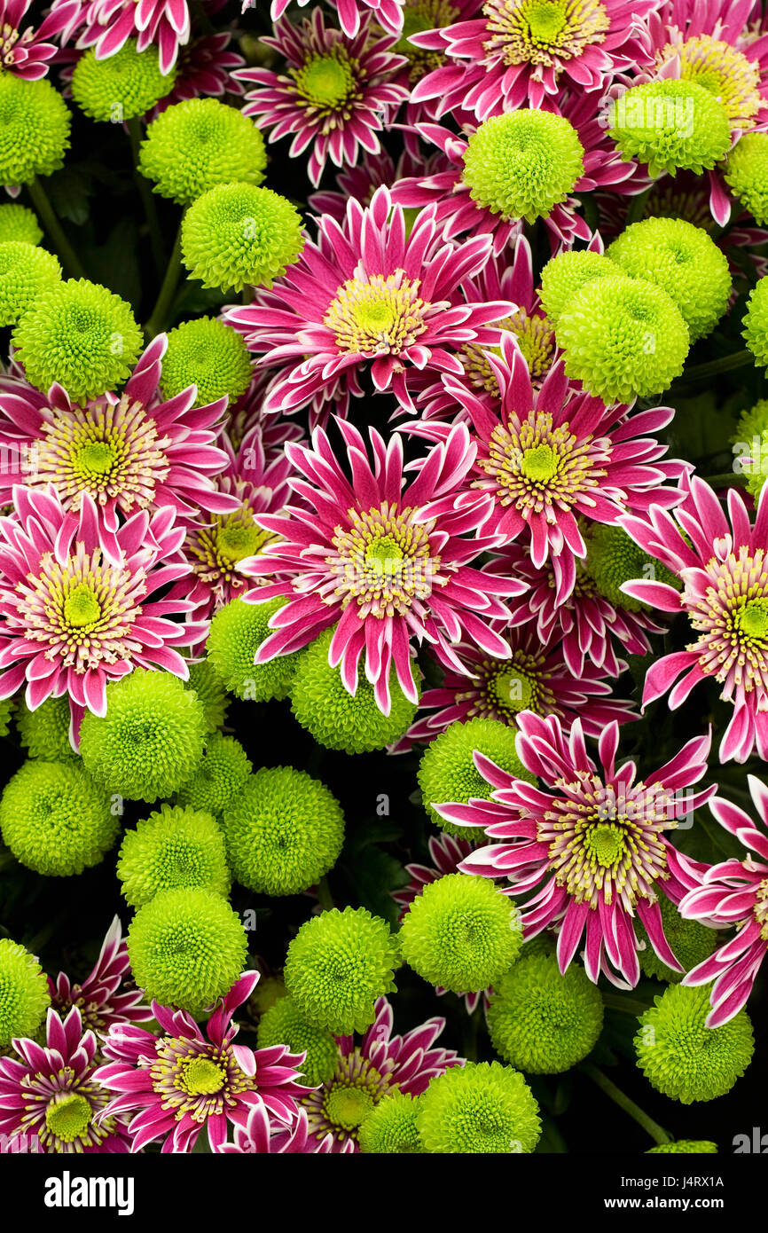 Chrysanthemum 'Disco Club' and Chrysanthemum 'Feeling Green' flowers in Spring. Stock Photo