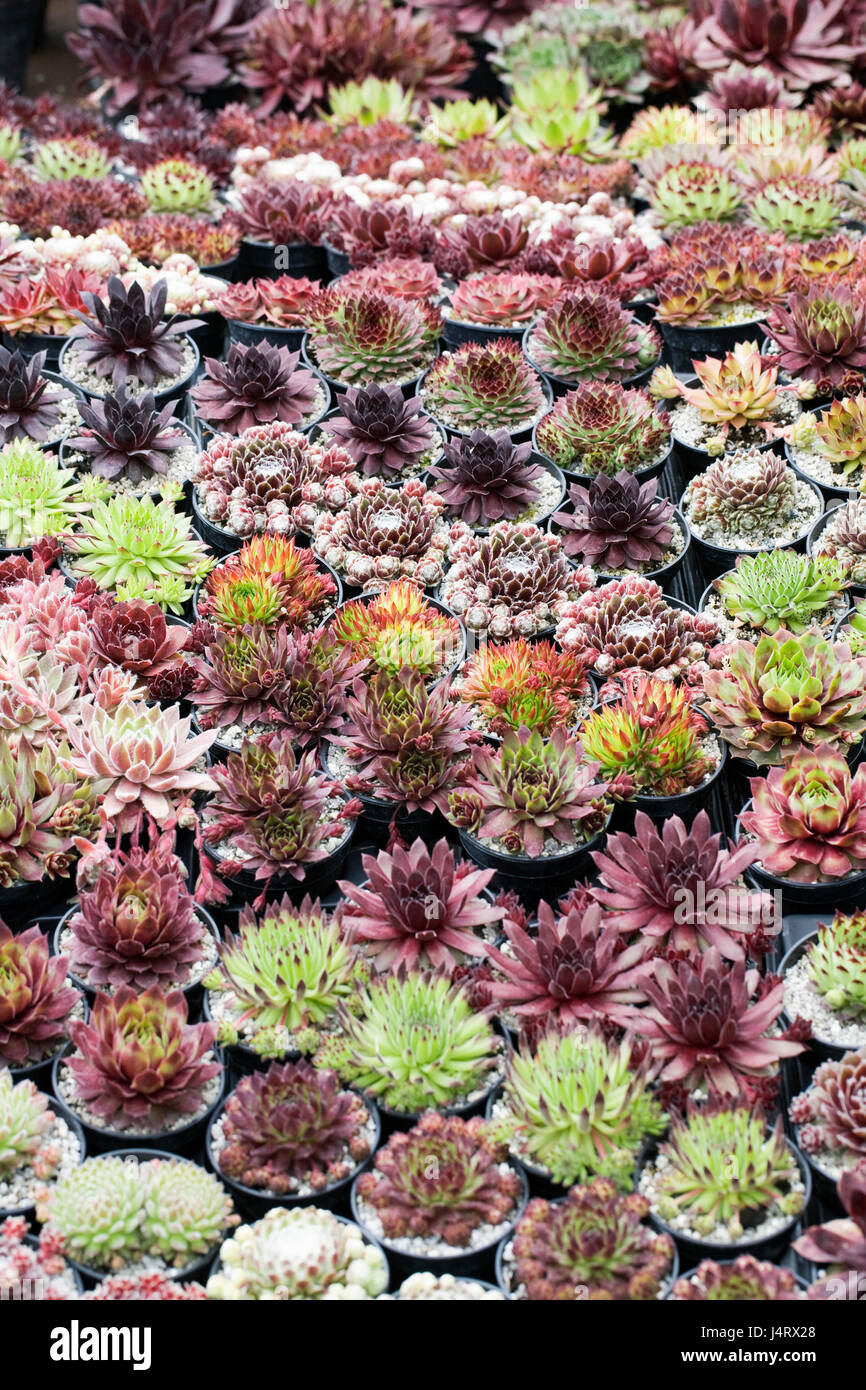 Mixed varieties of Sempervivums for Sale. Stock Photo