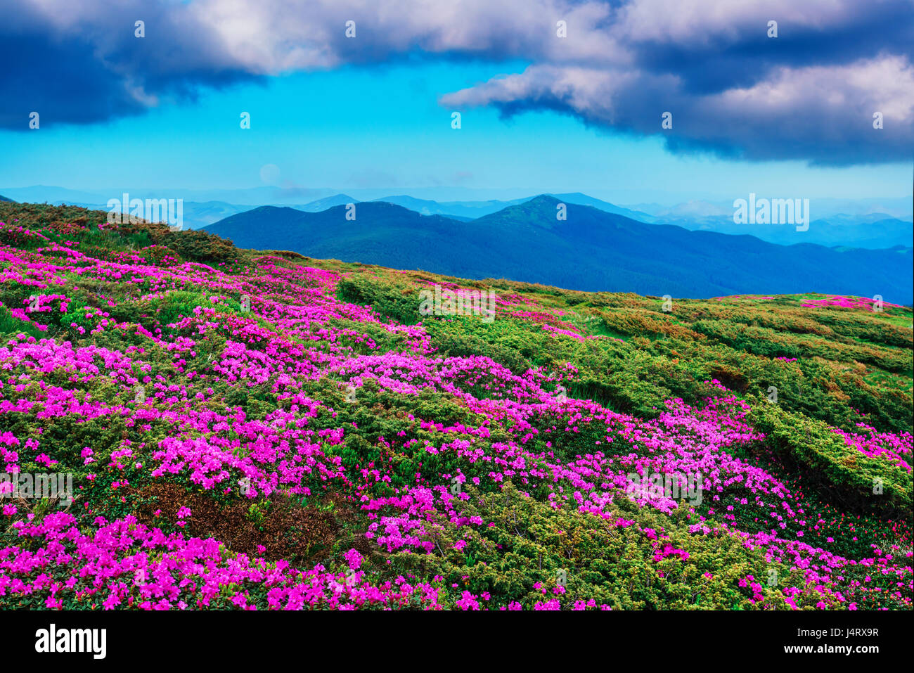 Amazing pink rhododendron flowers on summer mountain. Dramatic sky and colorful sunset Stock Photo