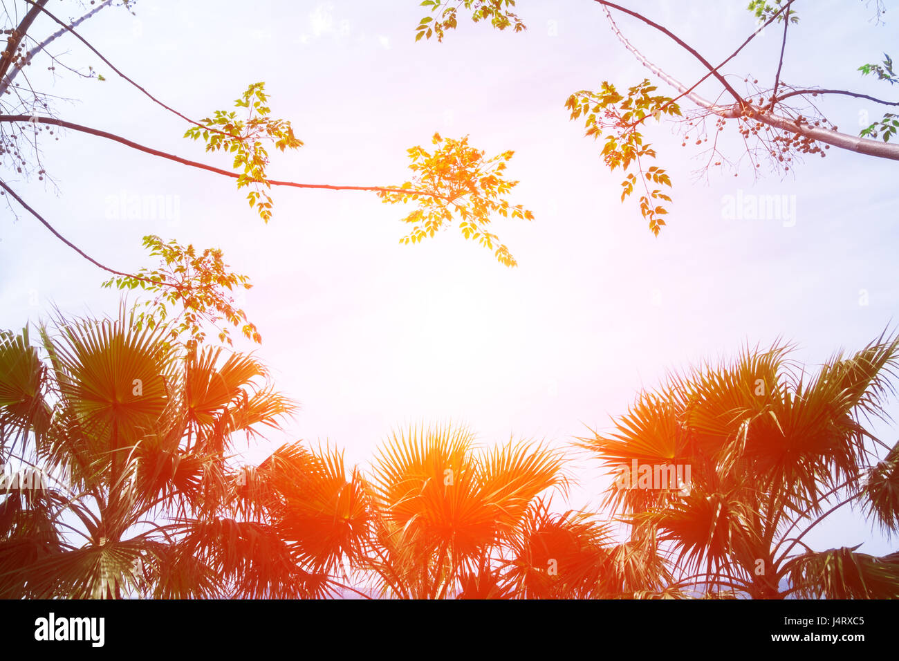 Palm tree silhouettes on orange sundown background. Amazing summer scene on Mediterranean seacost Stock Photo