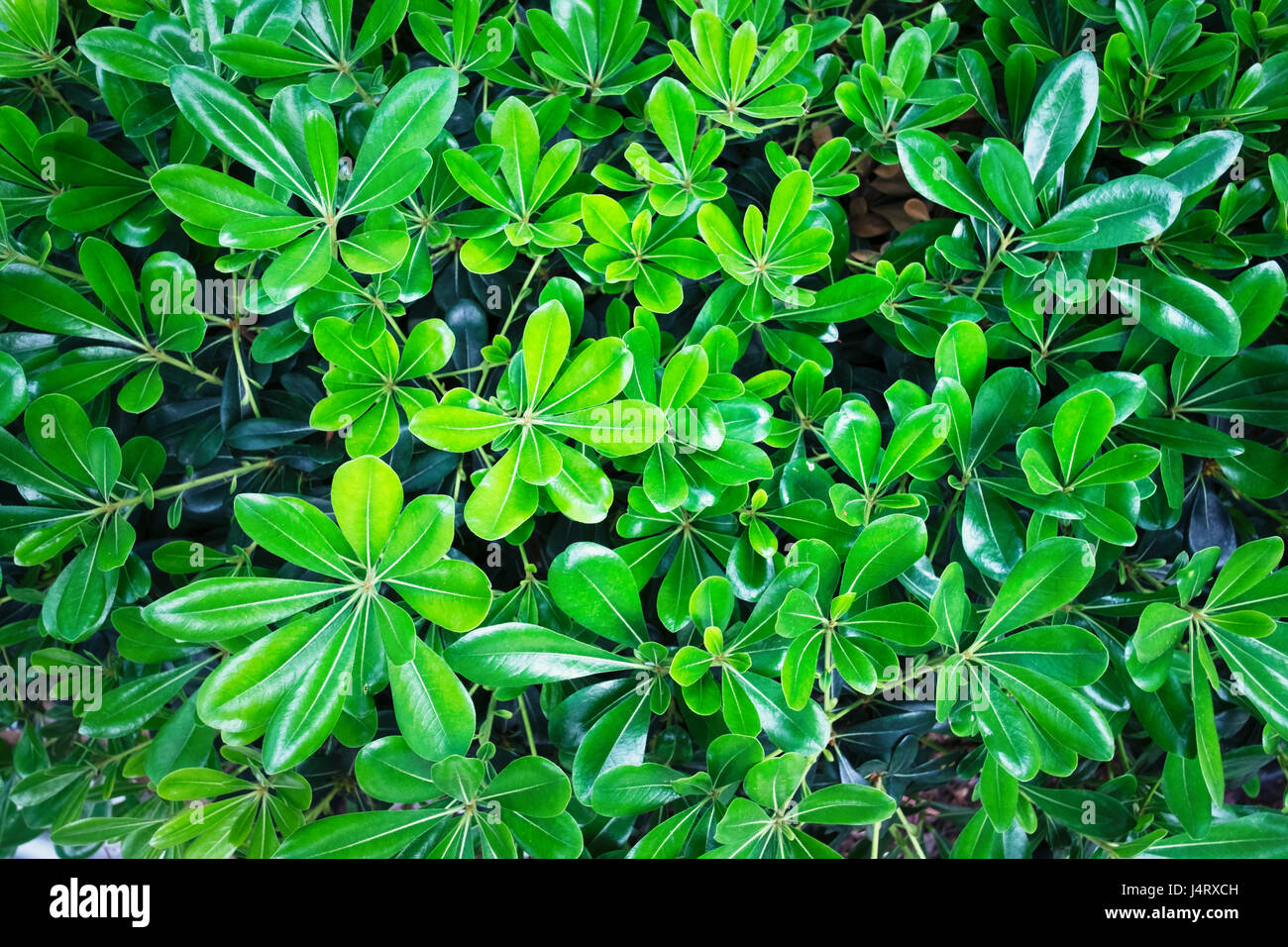 Green bush leaves close up. Gardening background Stock Photo