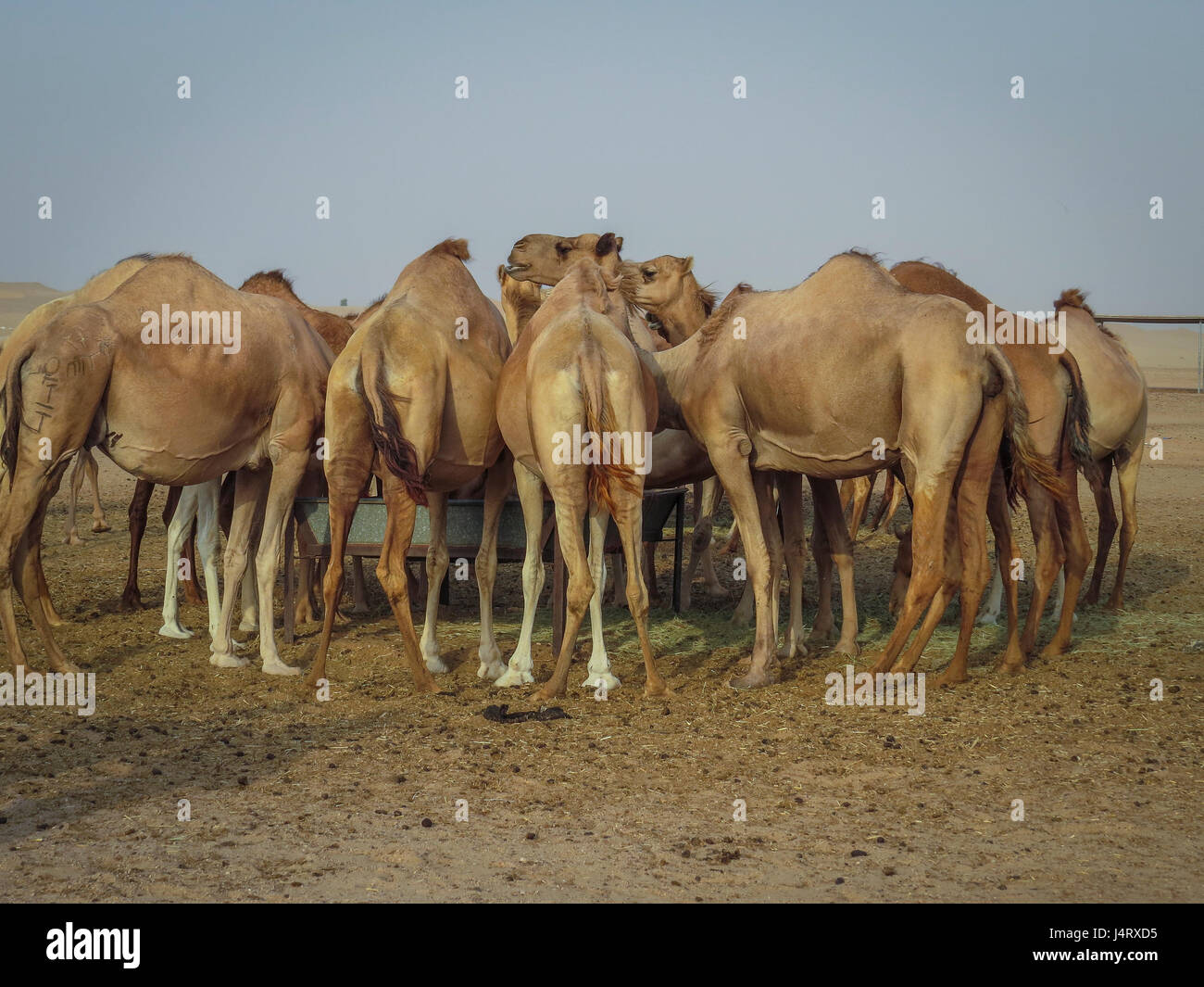 Camels feeding on a camel farm at dusk Stock Photo