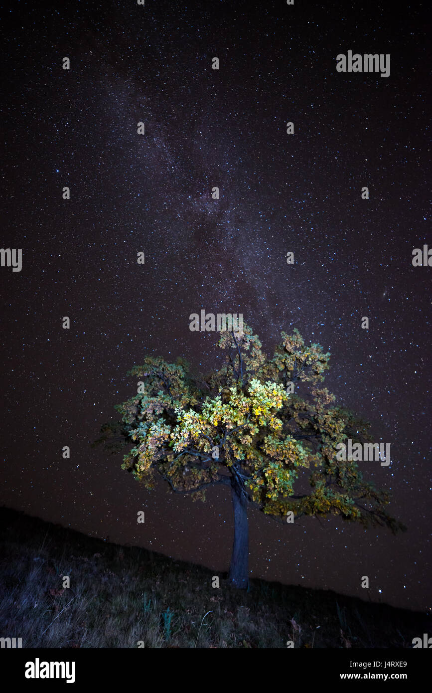 The Milky Way over the alone tree silhouette. Carpathian, Ukraine, Europe. Stock Photo
