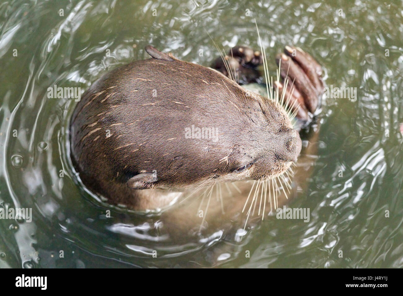 Smooth-coated otter (Lutrogale perspicillata) eating freshly caught fish in a mangrove stream, Singapore Stock Photo
