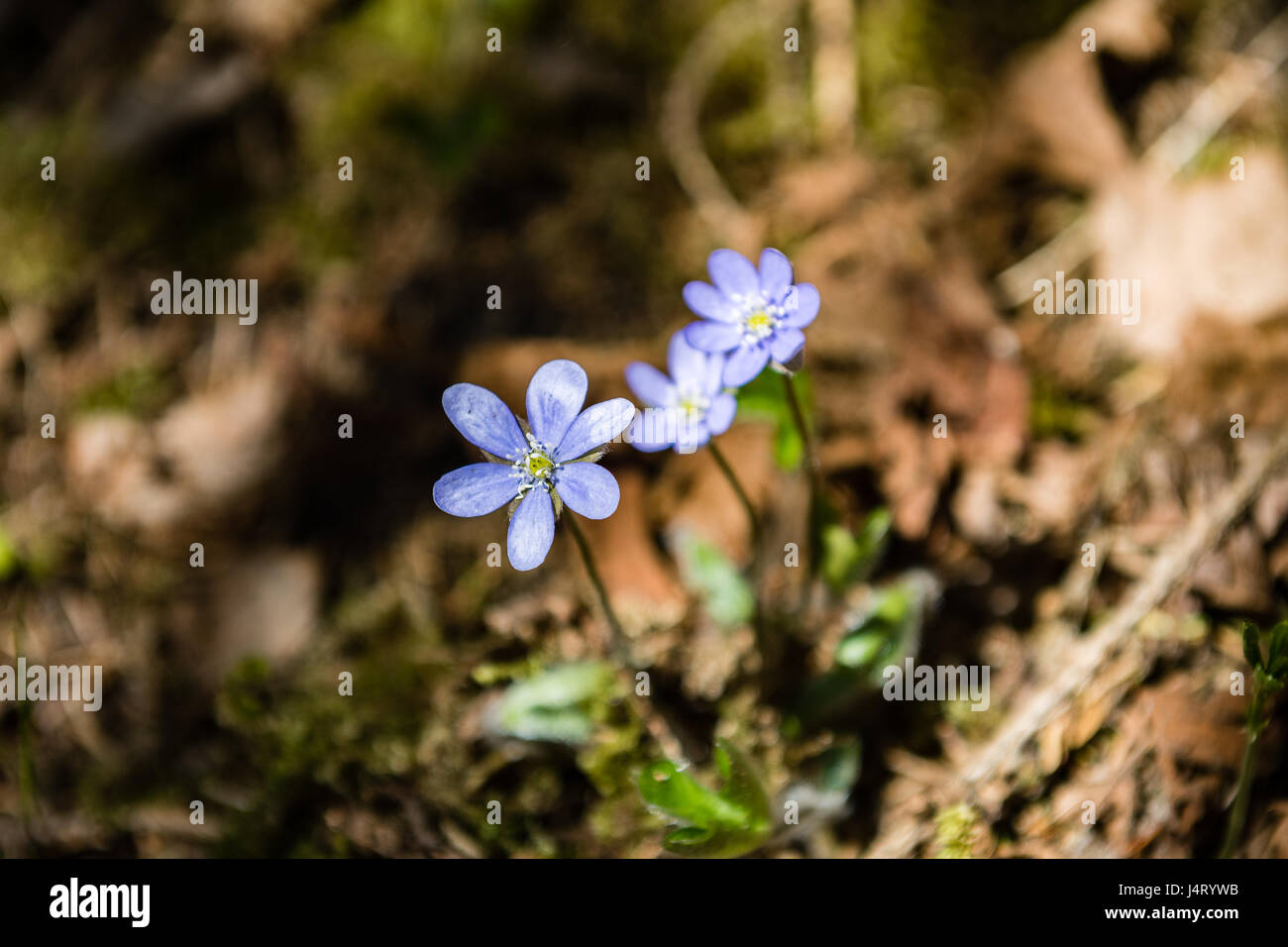 sunny meadow with flowers and green grass in spring at countryside ...