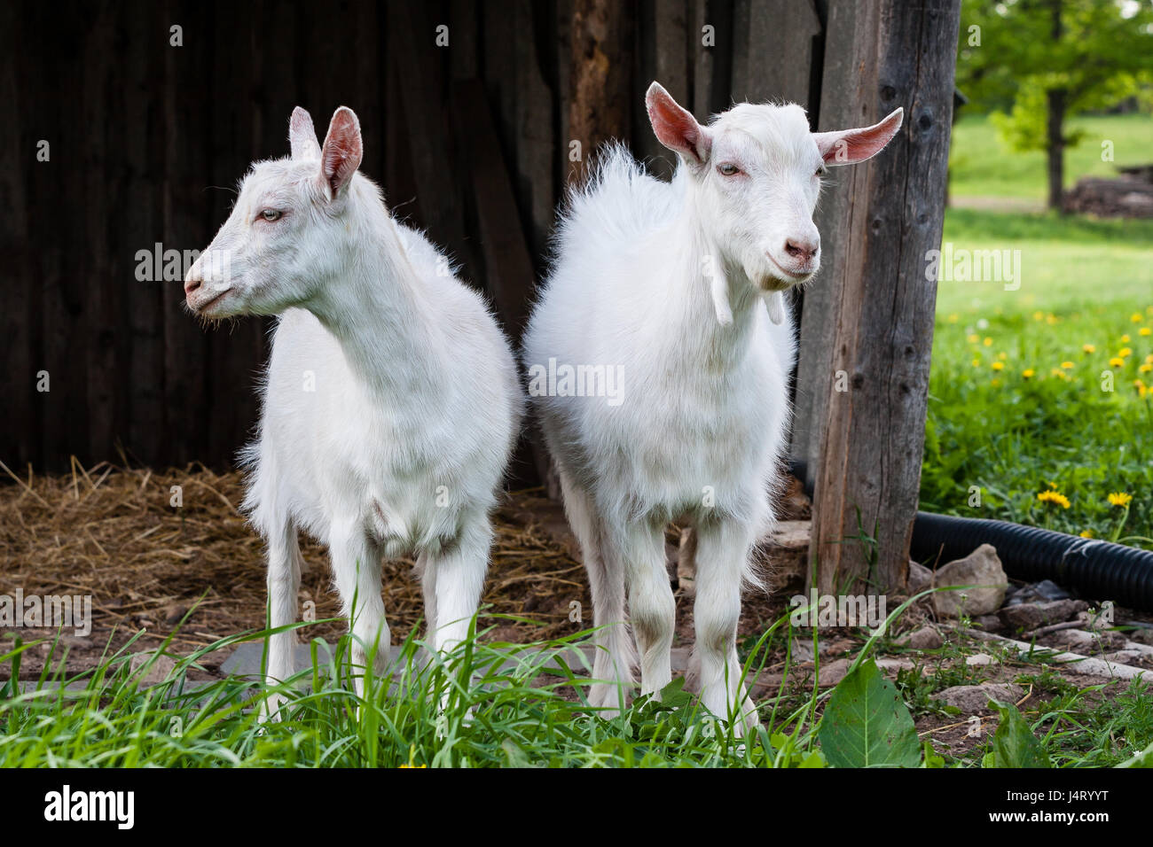 Ryyt Goat horn details hi-res stock photography and images - Alamy