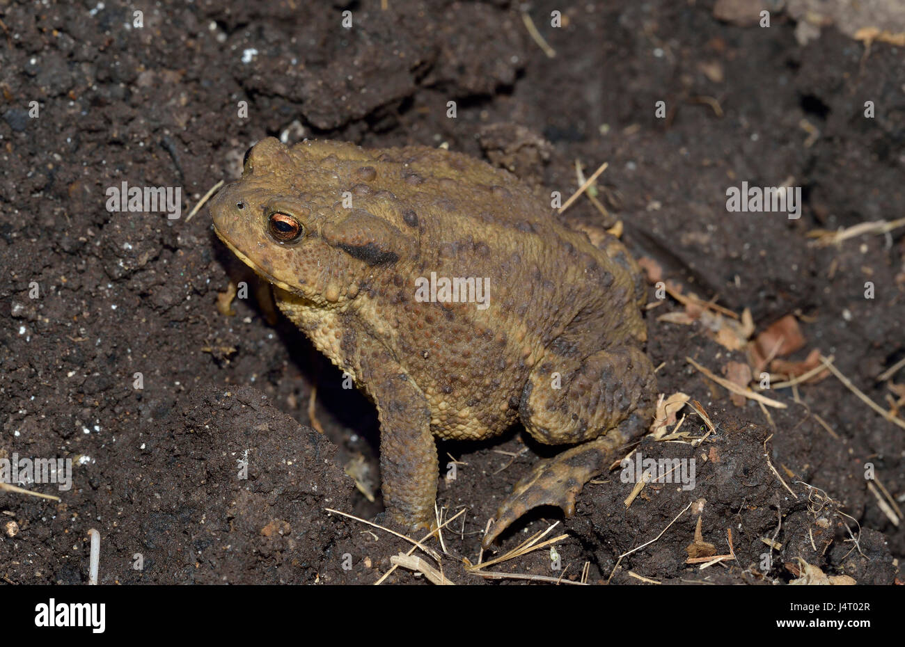 Common Toad - Bufo bufo Amphibian of gardens & wetlands Stock Photo