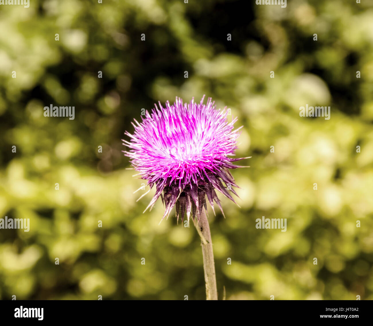 An amazing spring Flower Stock Photo - Alamy