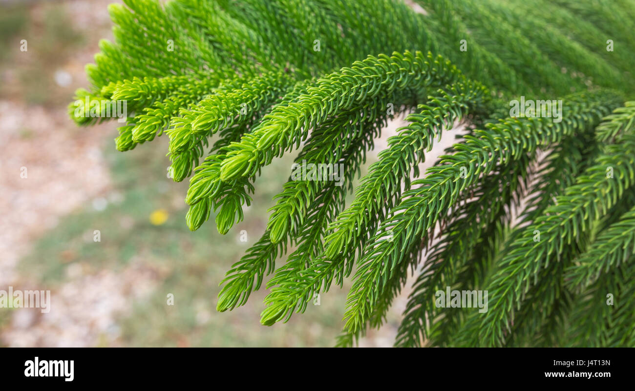 Norfolk Island Pine (Araucaria heterophylla, Araucaria excelsa), ornamental  tree on street side, Stock Photo, Picture And Rights Managed Image. Pic.  BWI-BS303950