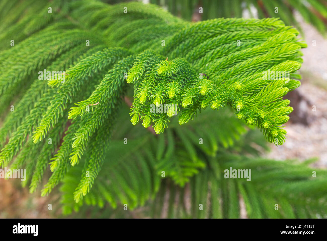Norfolk Island Pine (Araucaria heterophylla, Araucaria excelsa), branch, Morocco Stock Photo