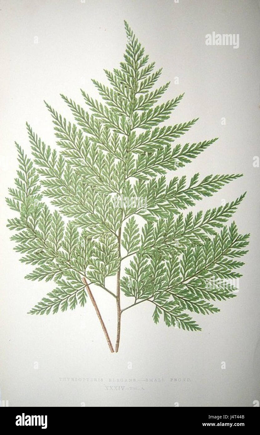 Ferns elegant structure hi-res stock photography and images - Alamy