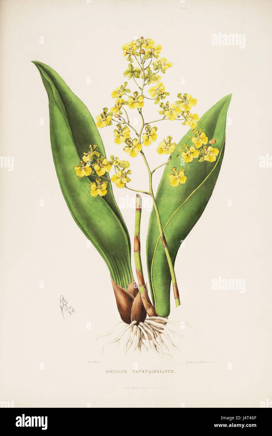Trichocentrum cavendishianum (as Oncidium cavendishianum) Bateman Orch. Mex. Guat. pl. 3 (1842) Stock Photo