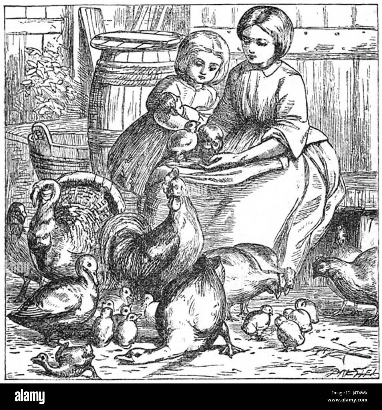 Ugly Duckling 1 Stock Photo