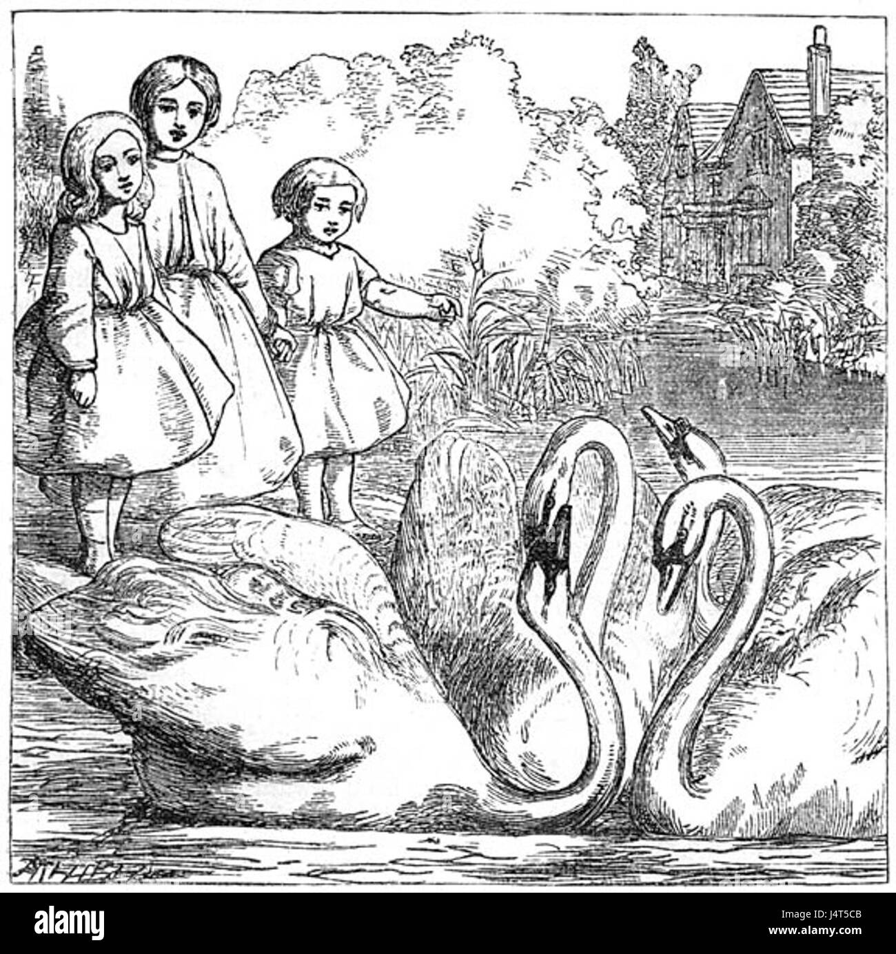 Ugly Duckling 2 Stock Photo