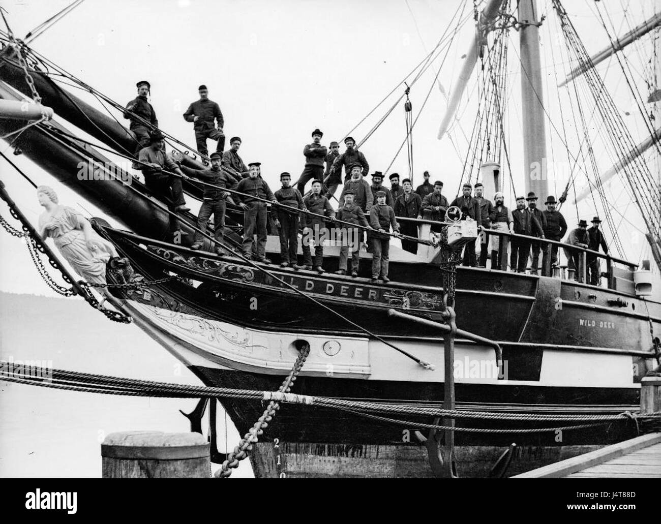 Wild Deer (ship, 1863) natlib.nz 272697 Stock Photo - Alamy