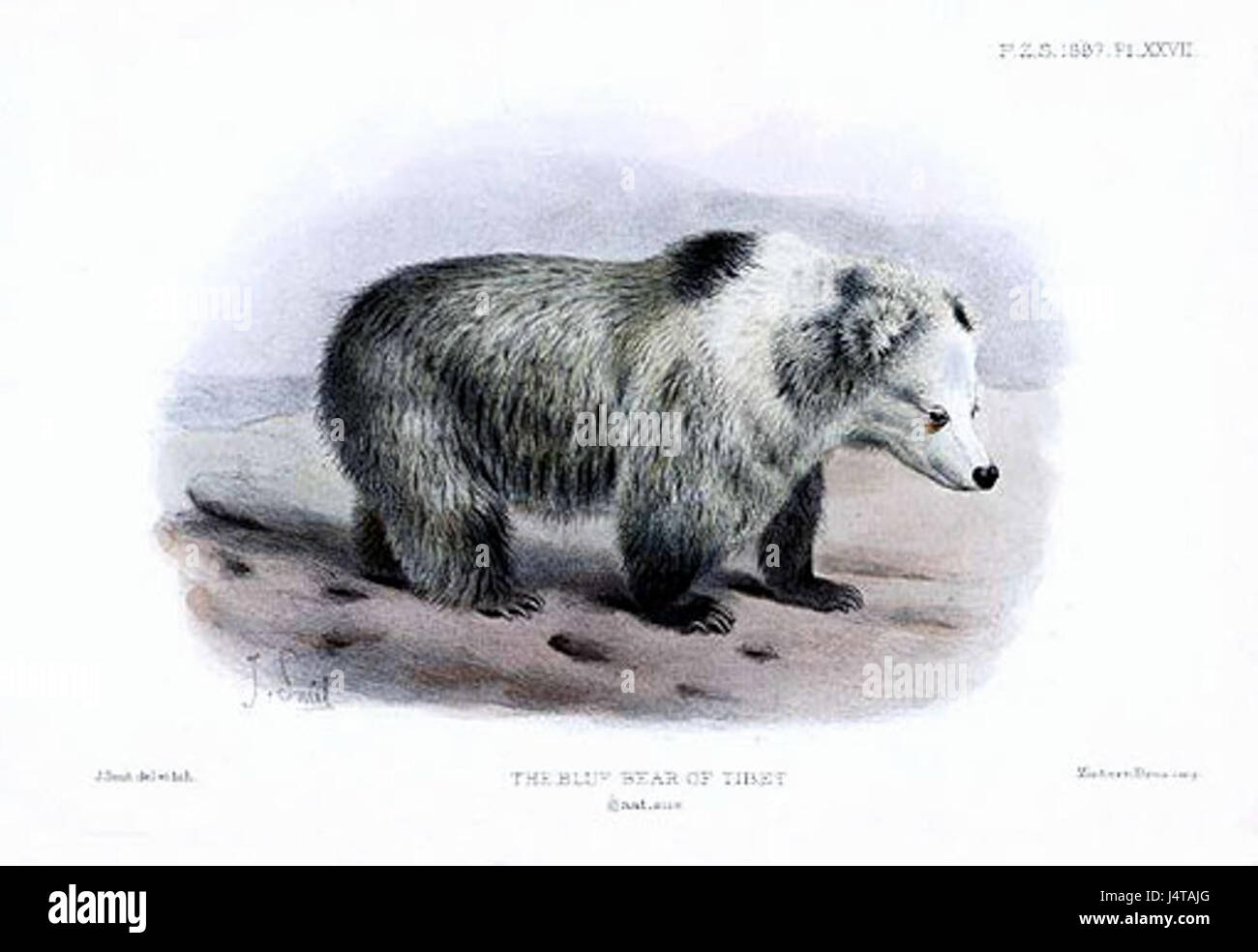 Tibetan Blue Bear   Ursus arctos pruinosus   Joseph Smit Stock Photo