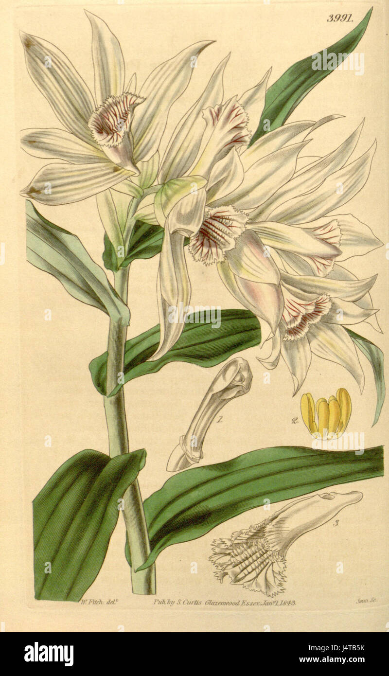 Thunia alba (as Phaius albus, spelled Phajus albus)   Curtis' 69 (N.S. 16) pl. 3991 (1843) Stock Photo