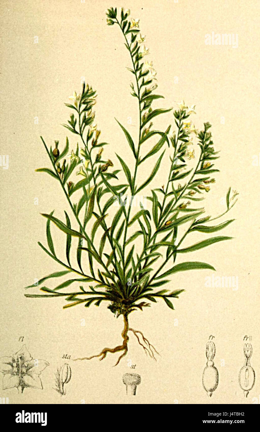 Thesium alpinum Atlas Alpenflora Stock Photo