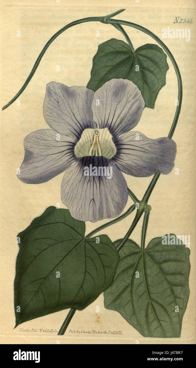 Thunbergia grandiflora Bot. Mag. 50. 2366. 1822 Stock Photo