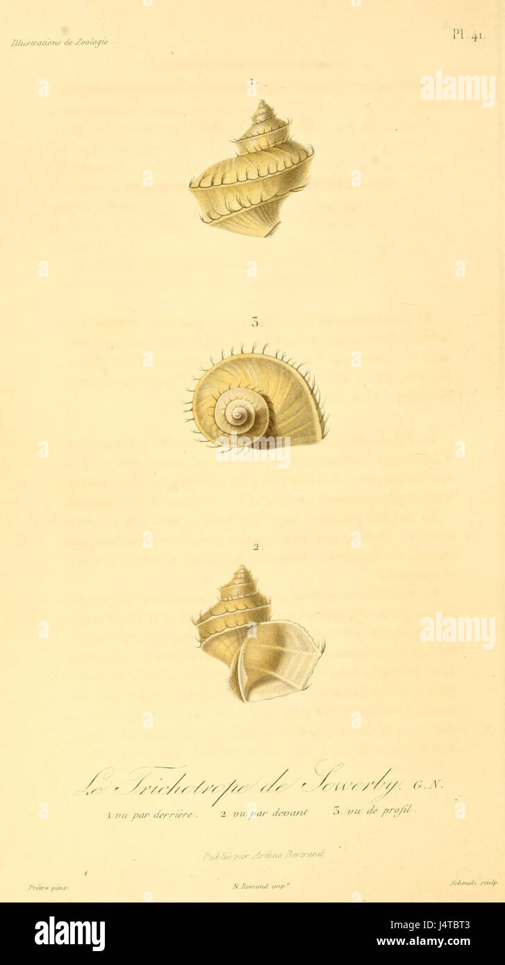 Trichotropis bicarinata 1831 Stock Photo