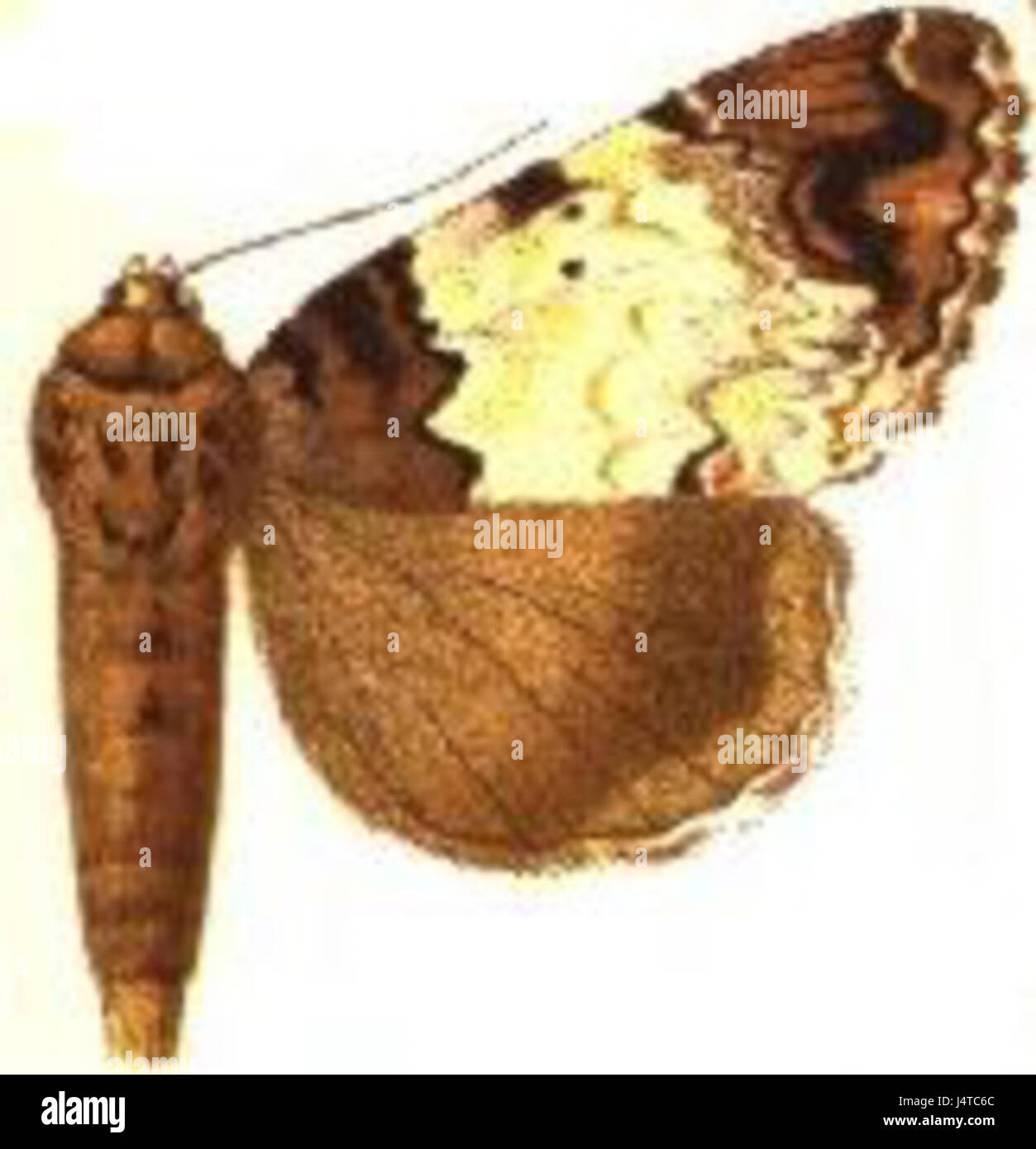 Tola Insect Tolna sypnoides male is a species of insect, likely a member of the ...