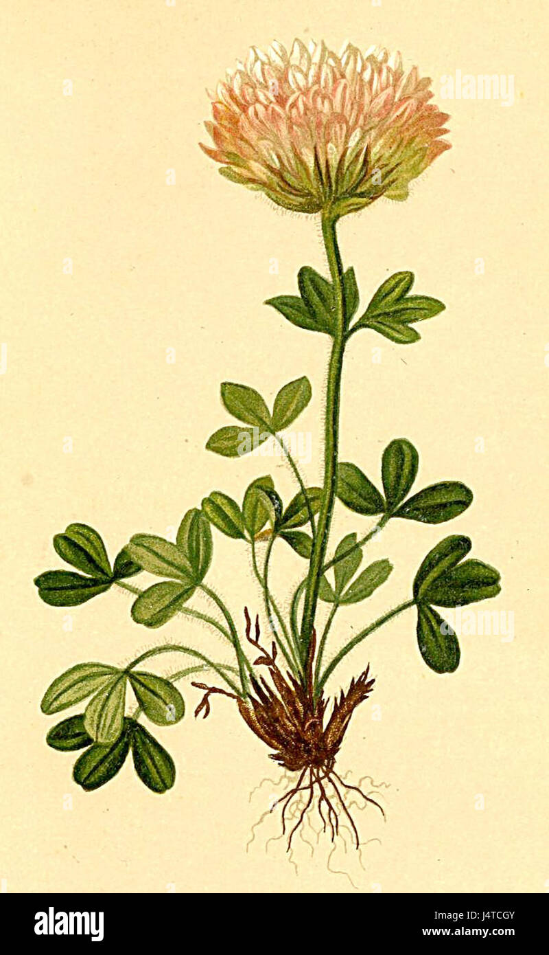 Trifolium thalii Atlas Alpenflora Stock Photo