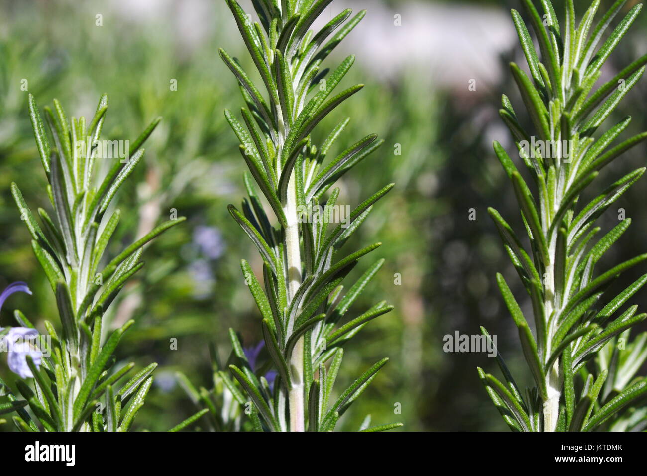 Rosemary in the garden Stock Photo Alamy