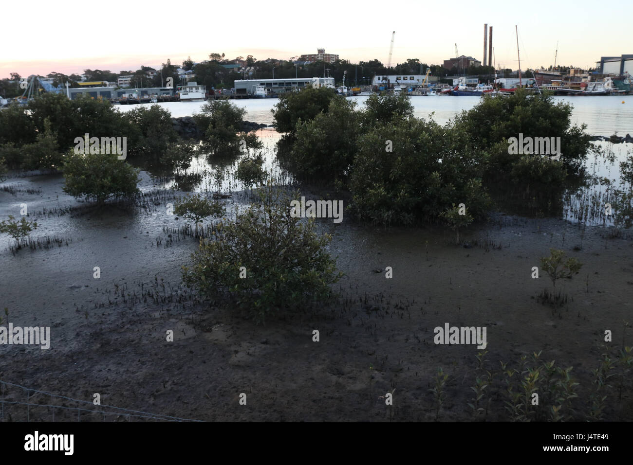 Mangroves at Bicentennial Park, Annandale, next to Rozelle Bay. Stock Photo