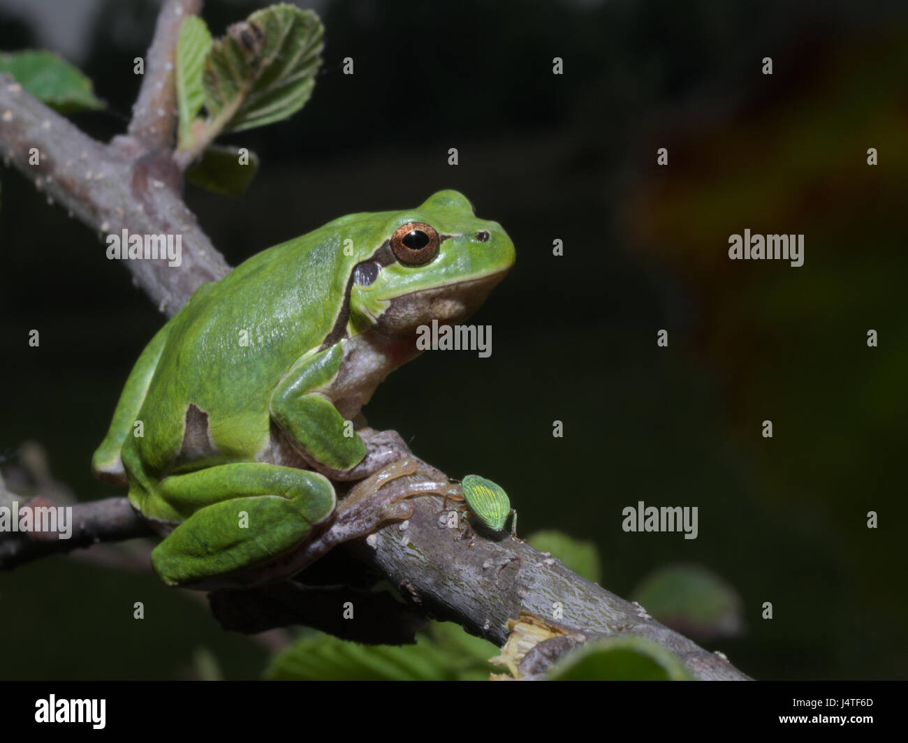 Italian tree frog (Hyla intermedia) climbing on the leaf of a bush or a tree Stock Photo