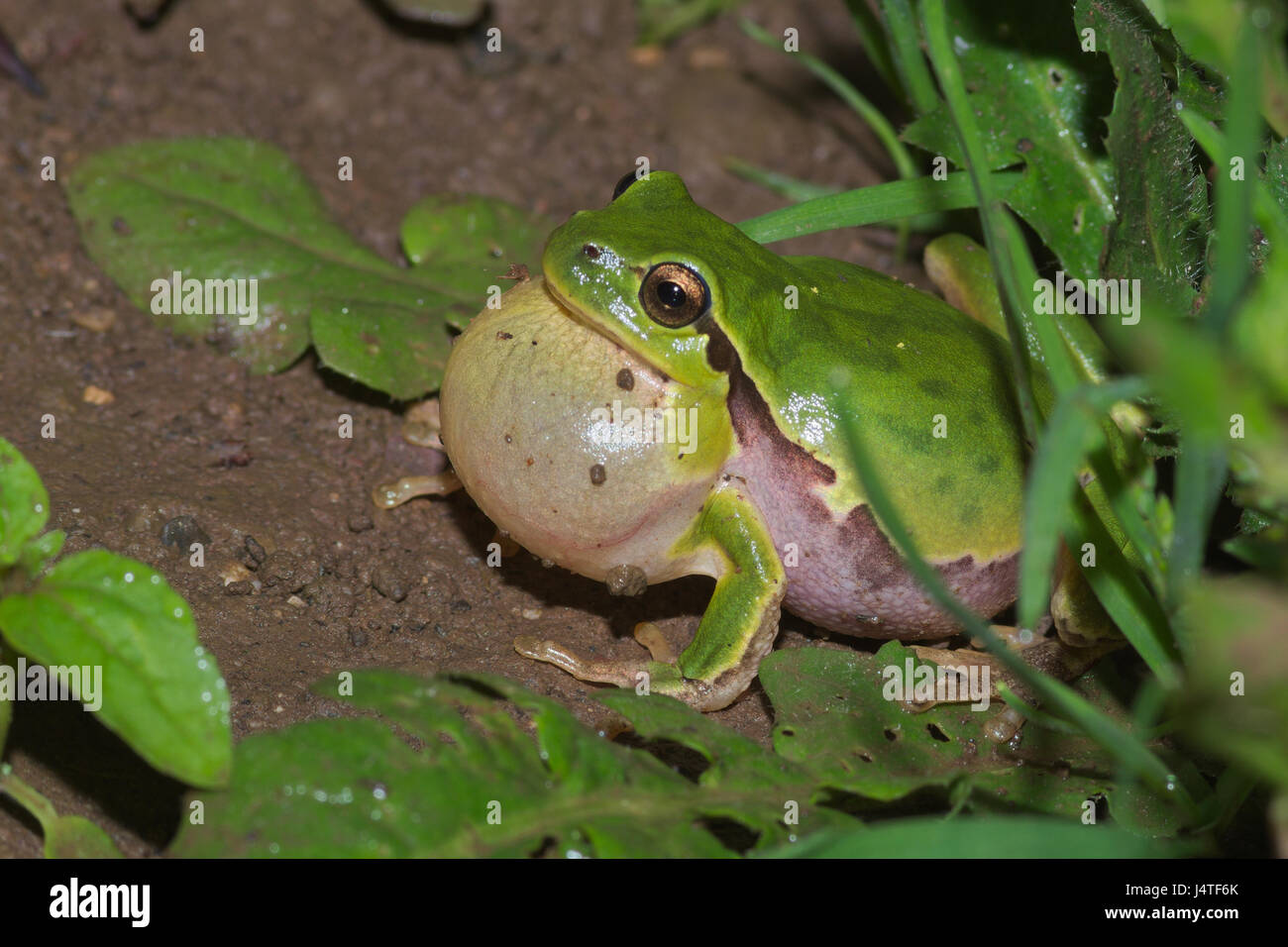 Male of Italian tree frog (Hyla intermedia) calling with vocal sac during the breedin season near a water pond Stock Photo