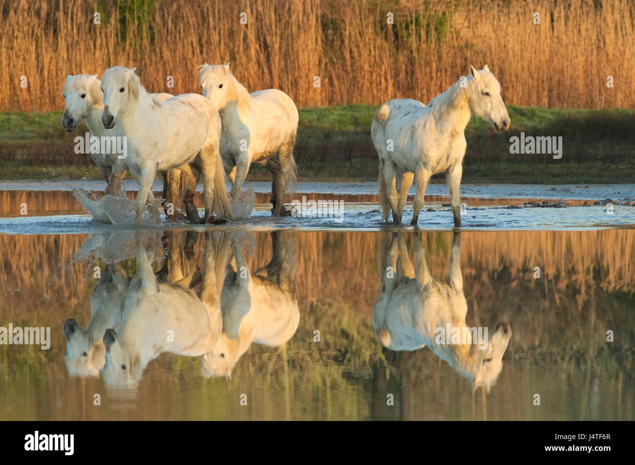 Camargue horses at the Isonzo river nature reserve Stock Photo