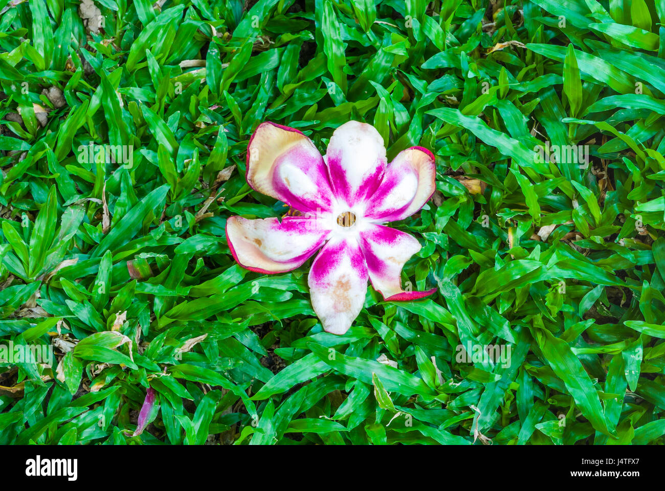 Closeup to Shorea robusta  Roxb/ Sal of India Flower on Grass Stock Photo