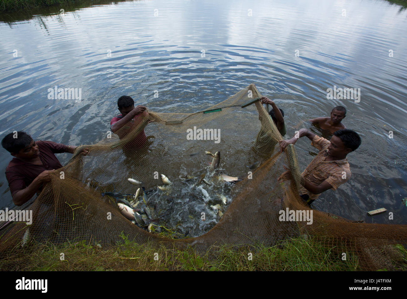 Fishermen catching fish from the hatchery in Bagerhat, Bangladesh Stock