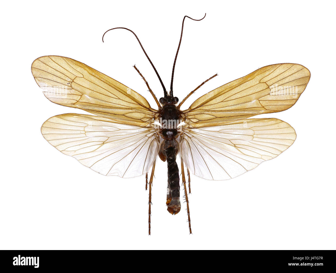 Caddisfly Allogamus on white Background Allogamus sp Stock Photo Alamy