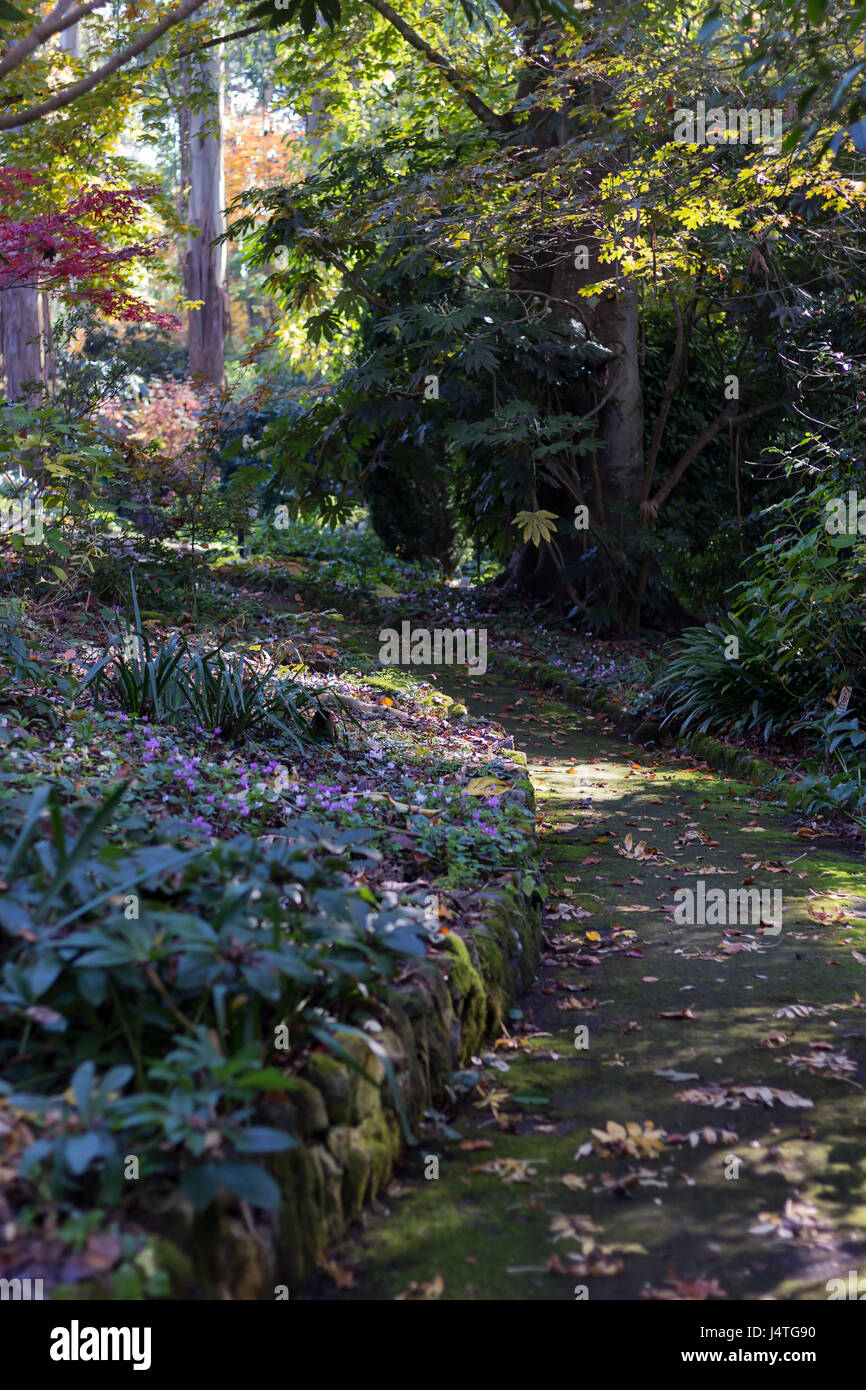 Windy garden path in the George Tindale gardens in Sherbrook, Australia. Stock Photo