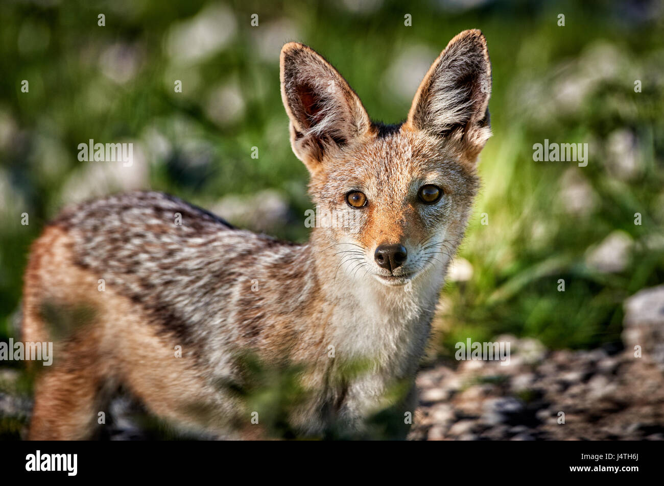 Black-backed jackal, Canis mesomelas, Etosha National Park, Namibia Stock Photo