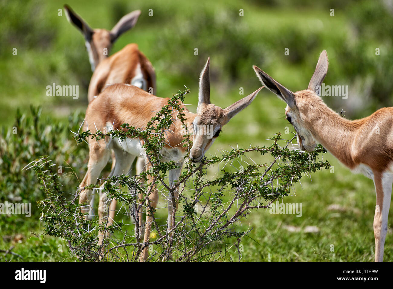 young Springbok, Etosha National Park, Nmaibia Stock Photo - Alamy