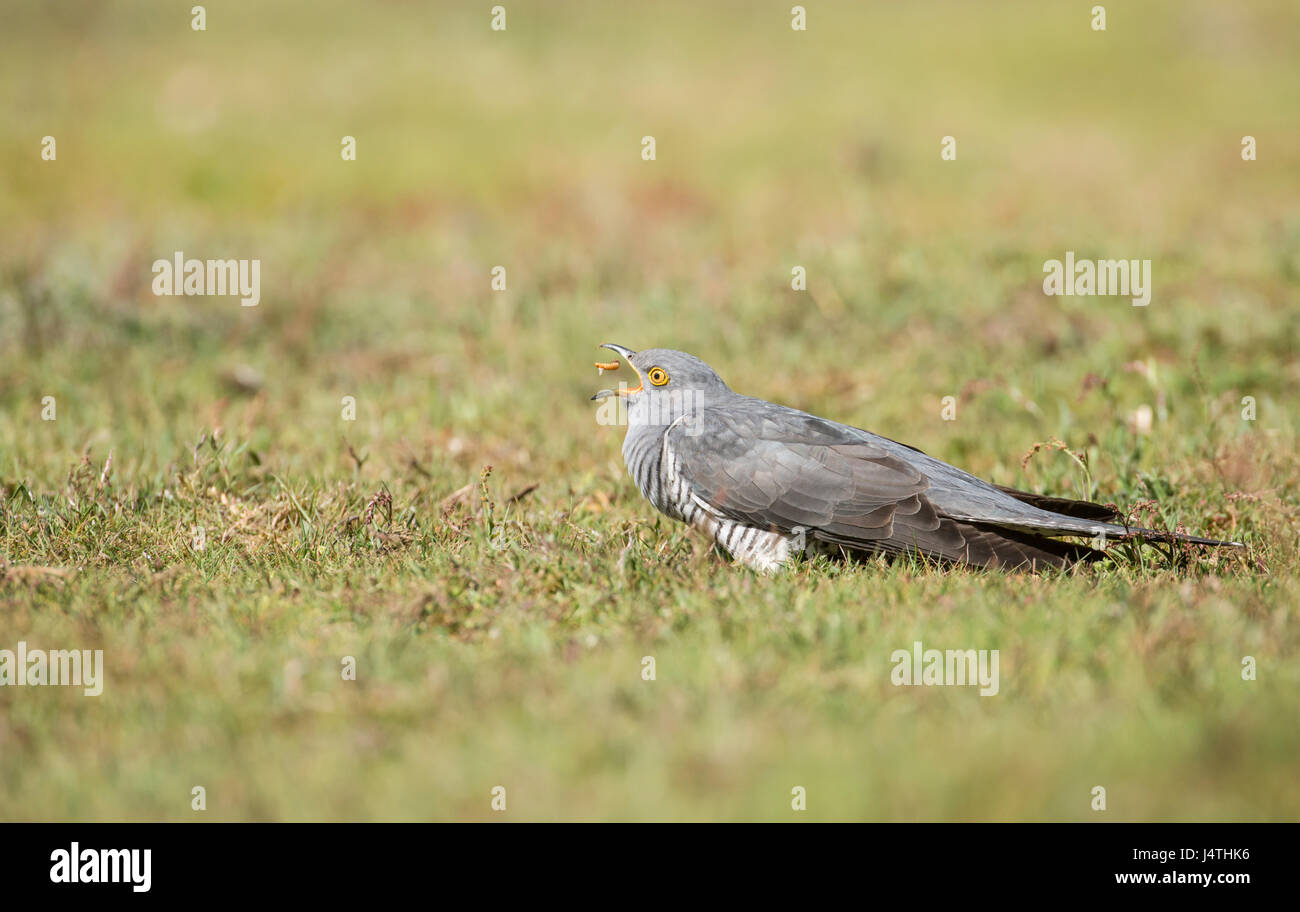 Common cuckoo (Cuculus canorus) foraging on the ground for invertebrate prey. This individual is in the process of swallowing a meal. Stock Photo