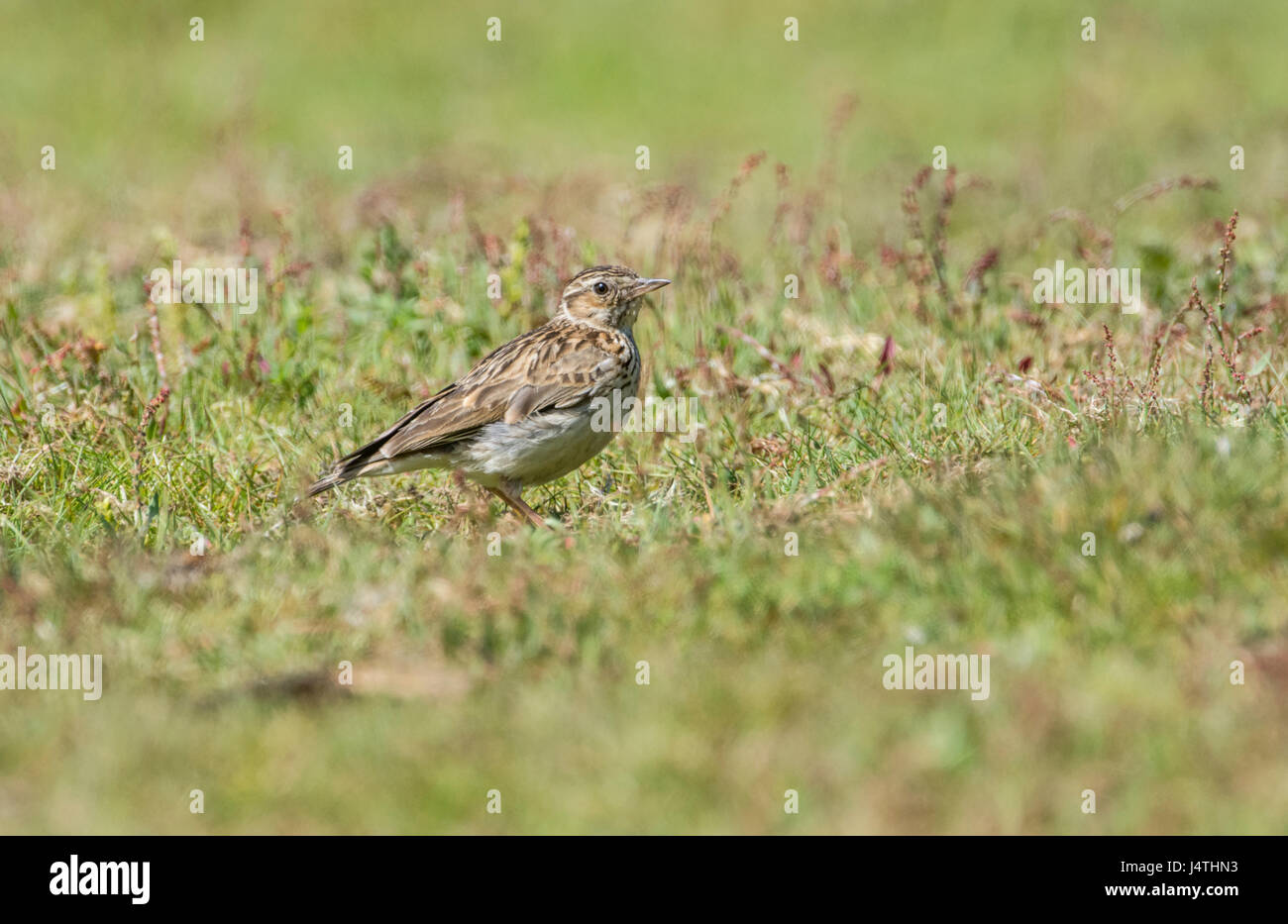 Woodlark (Lullula arborea) Stock Photo