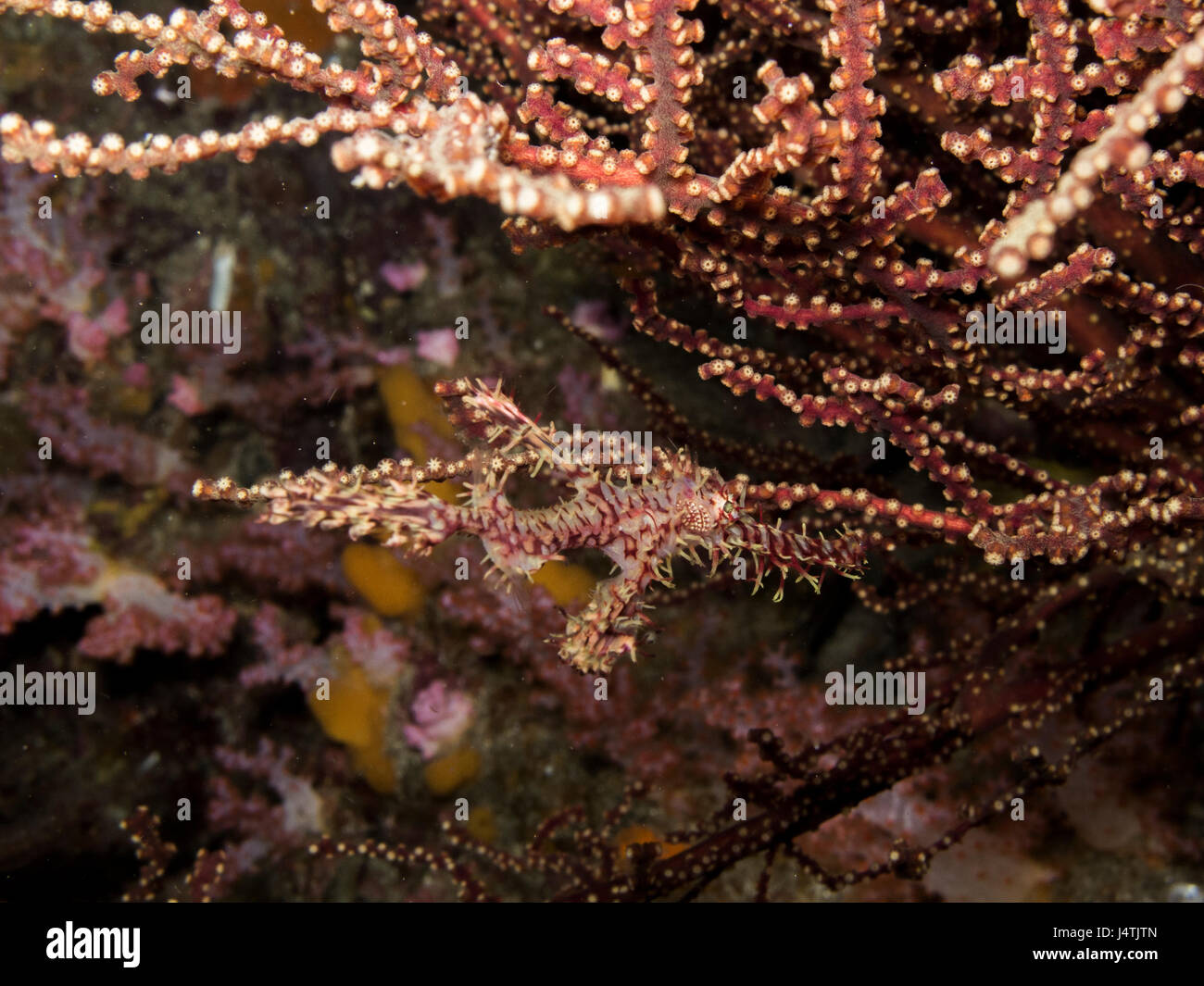 ghost pipe fish camouflage on orange coral Stock Photo