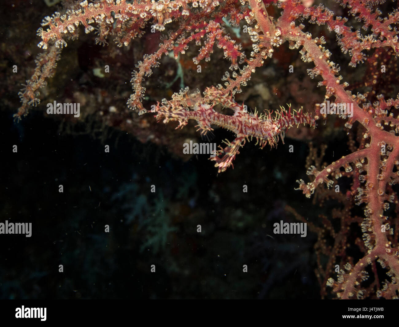 ghost pipe fish camouflage on orange coral Stock Photo