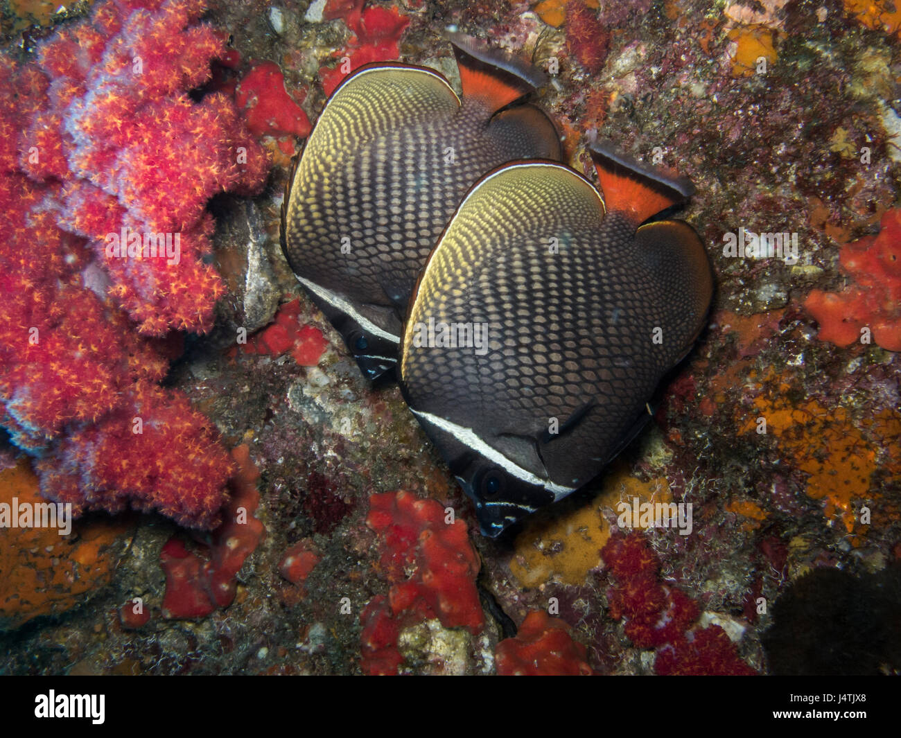 Collared Fish Live together hi-res stock photography and images - Alamy