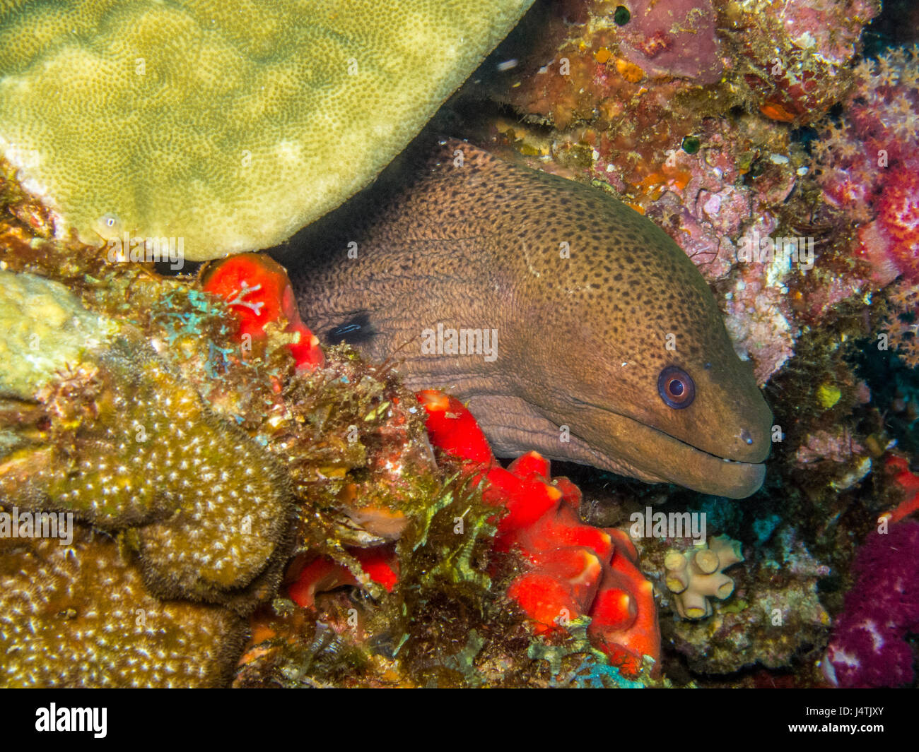 moray eel hide in the hole of coral Stock Photo Alamy